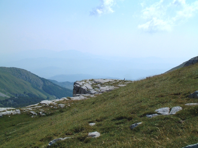 Camoscio d''Abruzzo Rupicapra pyrenaica ornata